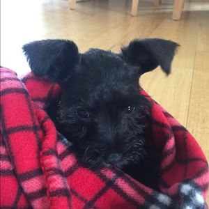 Meet your Posher, Daniel